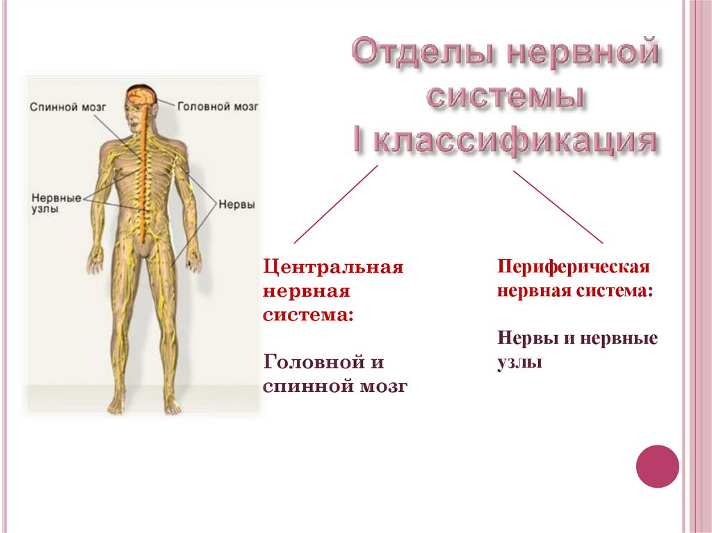 Функциональная анатомия периферической нервной системы презентация