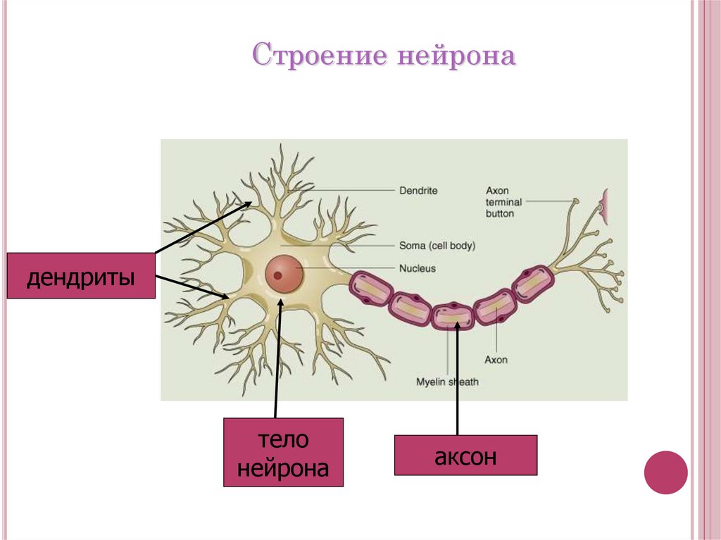 Основа нервной клетки. Строение нейрона рисунок. Схема строения нейрона. Схема строения нервной клетки. Аксон строение нейрона.
