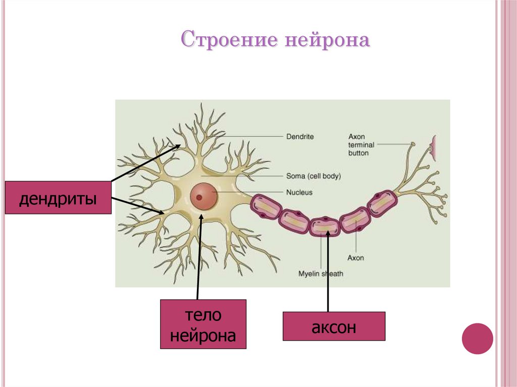 Нервная клетка называется. Строение нейрона тело Аксон дендрит. Строение нейрона рисунок. Схема строения нейрона. Нервная ткань строение нейрона.