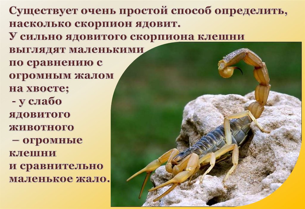 Какую среду освоил скорпион. Скорпион презентация. Сколько конечностей у скорпиона. Скорпион яд в хвосте. Как определить сильно ядовитого скорпиона.