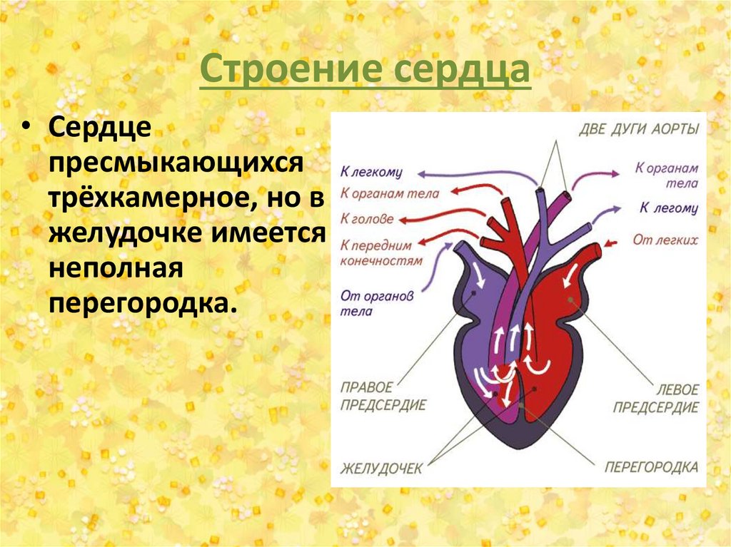 В желудочке земноводных находится. Строение сердца пресмыкающихся. Строение сердца рептилий. Трехкамерное сердце. Трёхкамерное сердце строение.