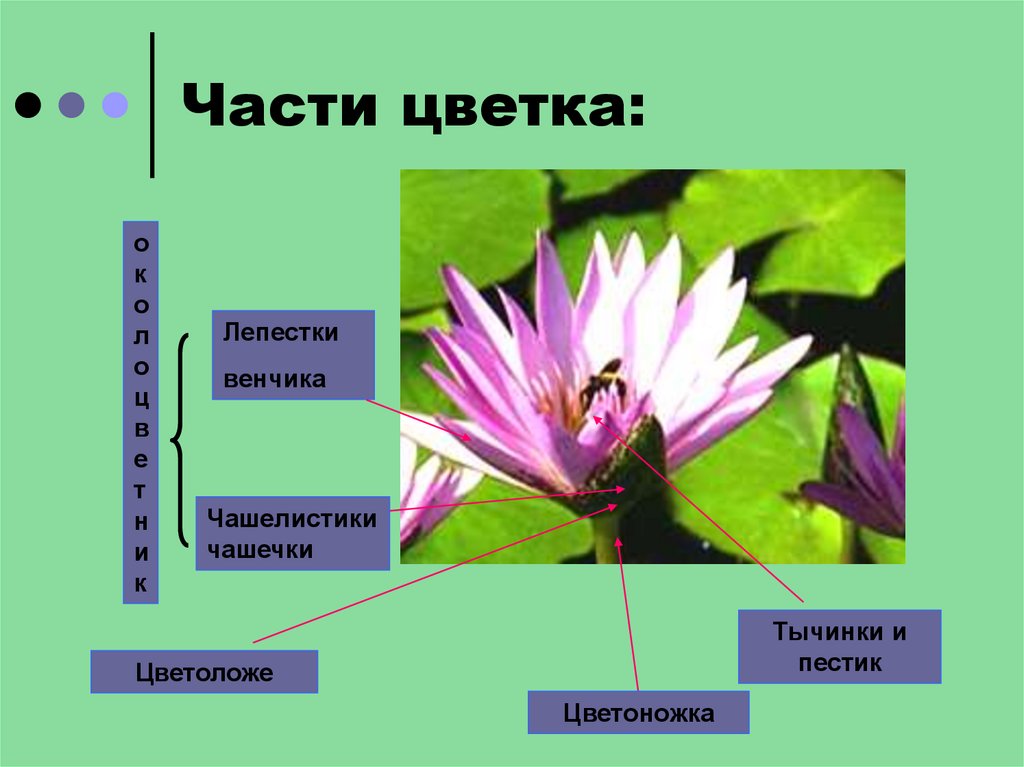 Генеративная часть цветка. Части лепестка цветка. Чашелистики и лепестки. Генеративные органы растений. Чашелистик у растений.