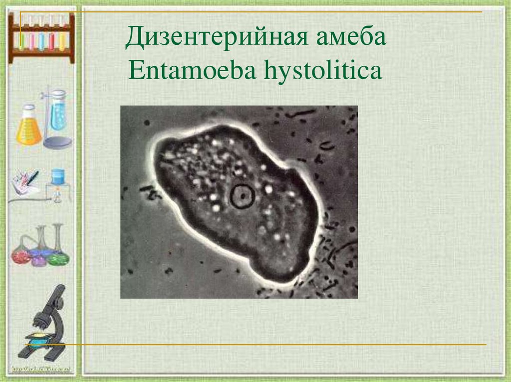 Дизентерийная амеба относится к