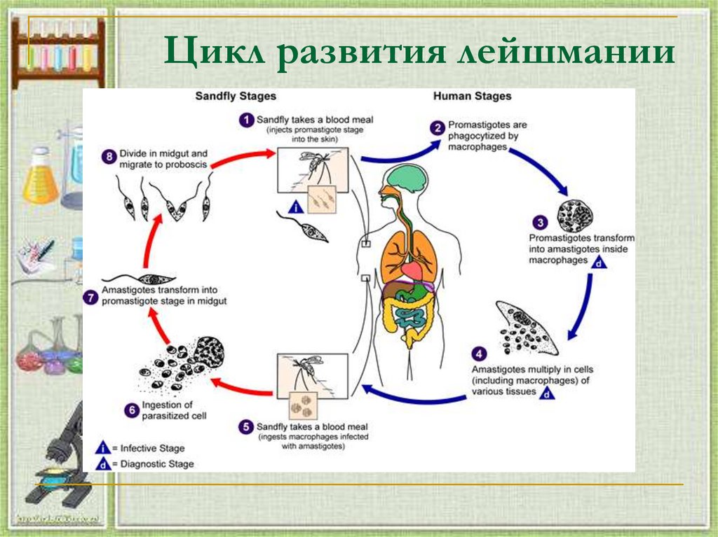 Жизненный цикл лейшмании схема