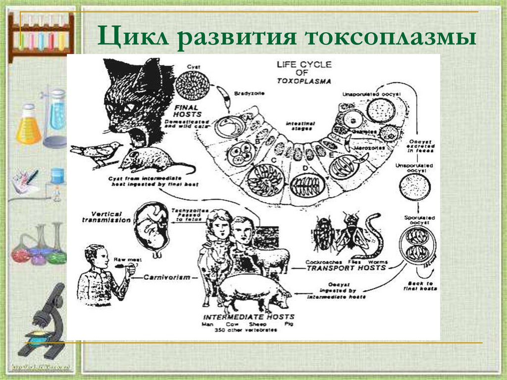 Жизненный цикл токсоплазмы. Цикл развития токсоплазмы. Циклы паразитических простейших токсоплазмы. Быстрый цикл развития у животных.