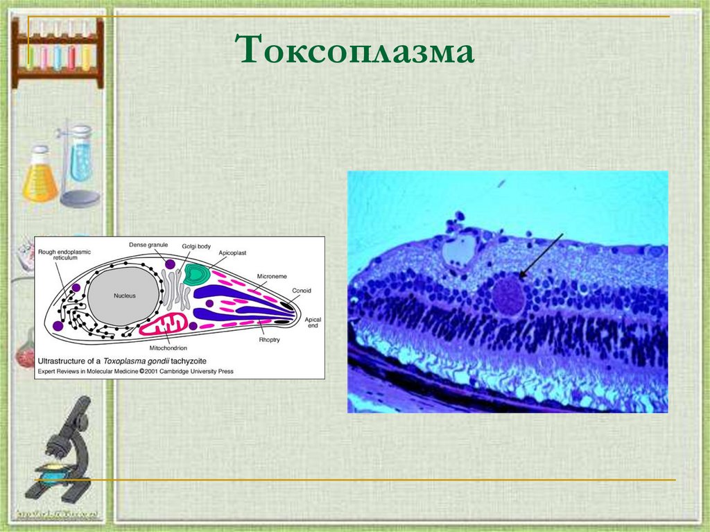 Токсоплазма систематика. Псевдоцисты токсоплазмы. Жизненный цикл токсоплазмы. Систематика токсоплазмы. Физиологические свойства токсоплазмы.