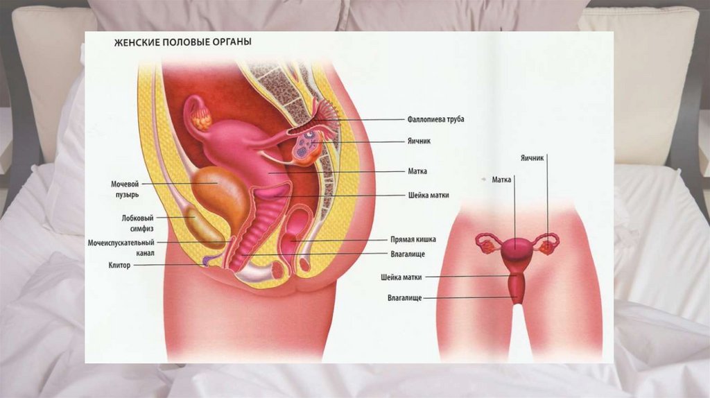 Большое Фото Женских Органов