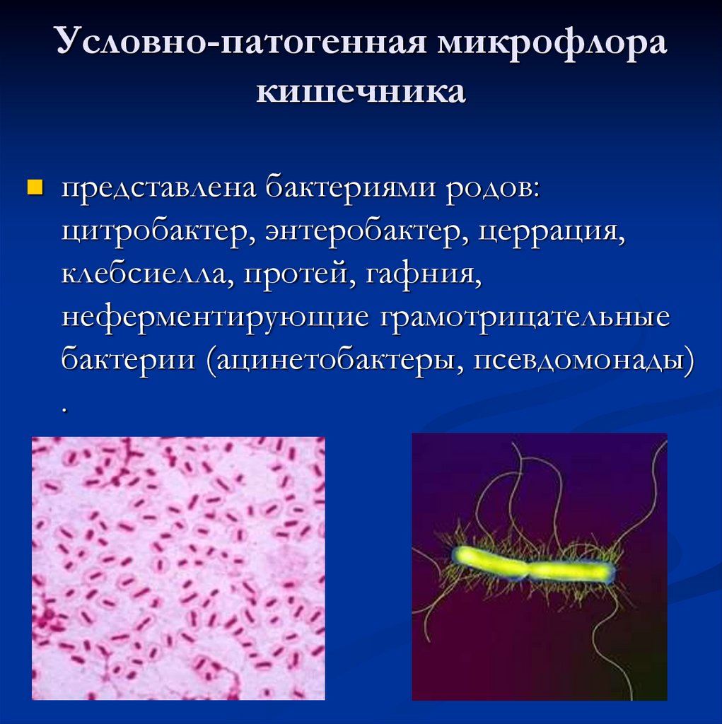 Условно патогенные бактерии