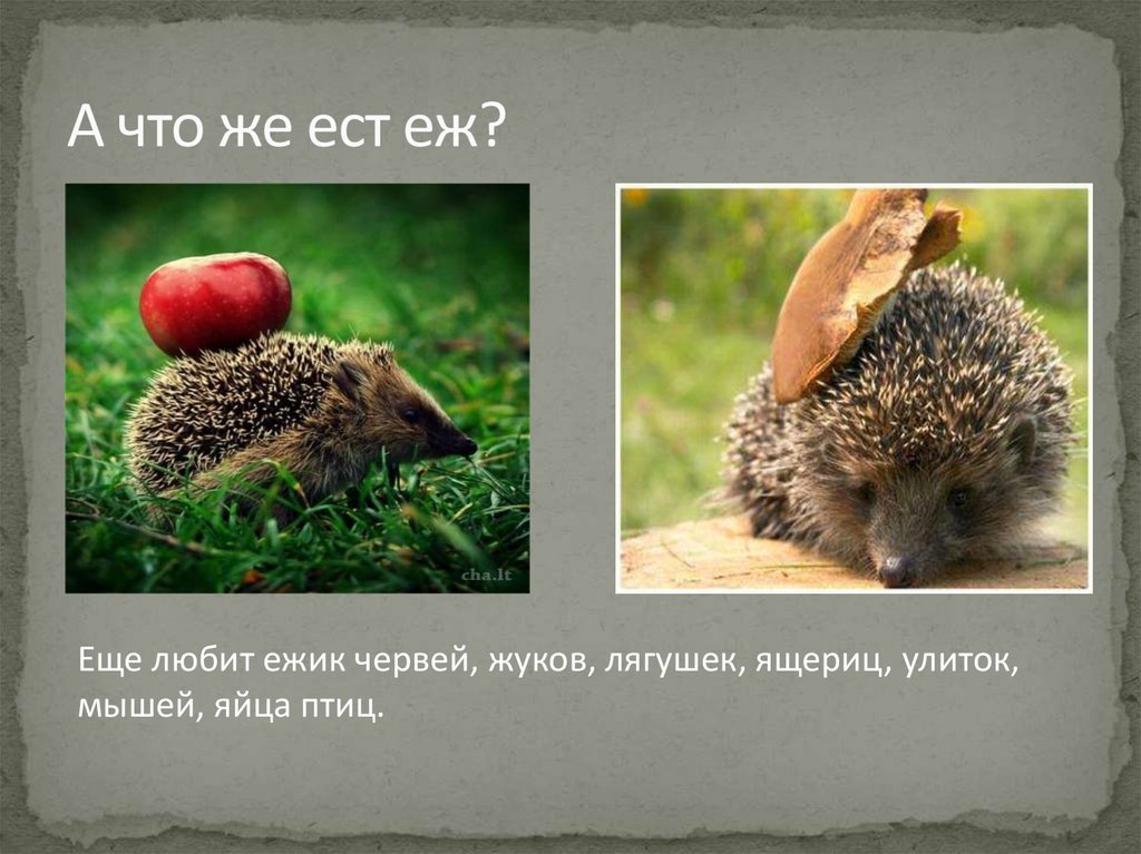 А что же ест еж?