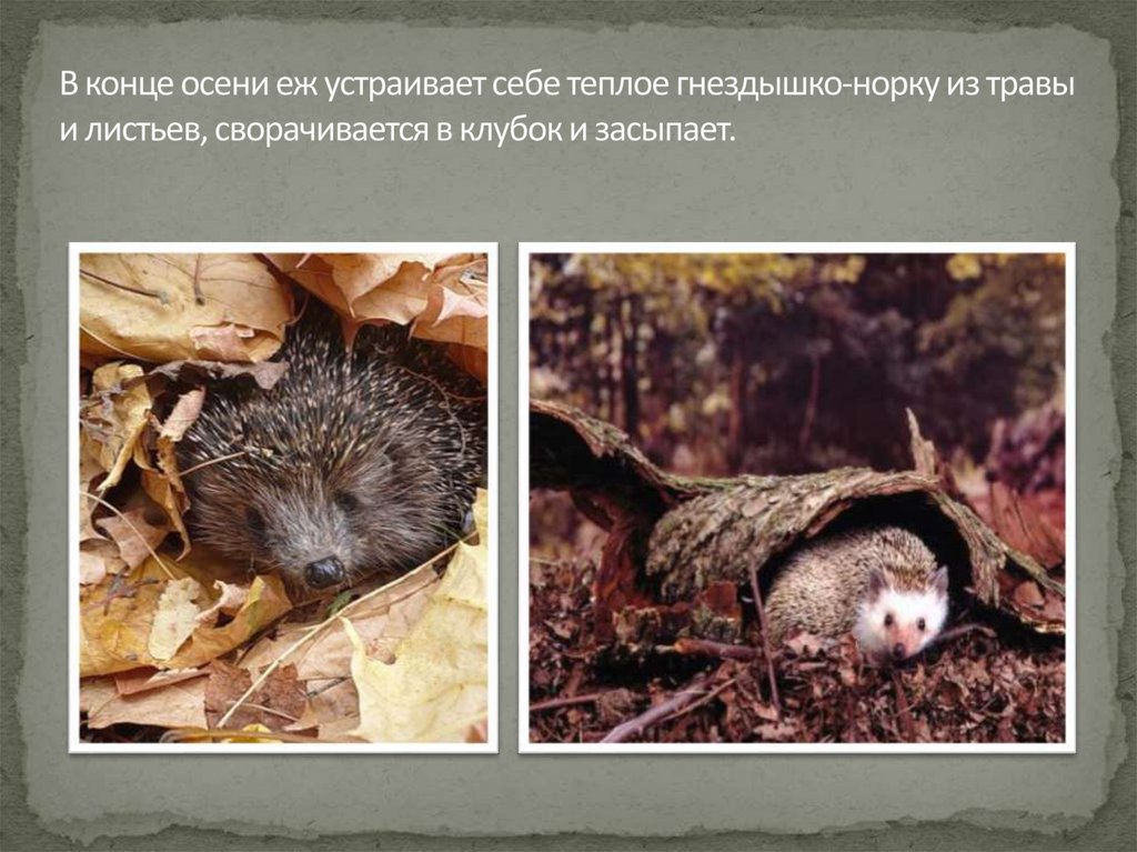 В конце осени еж устраивает себе теплое гнездышко-норку из травы и листьев, сворачивается в клубок и засыпает.