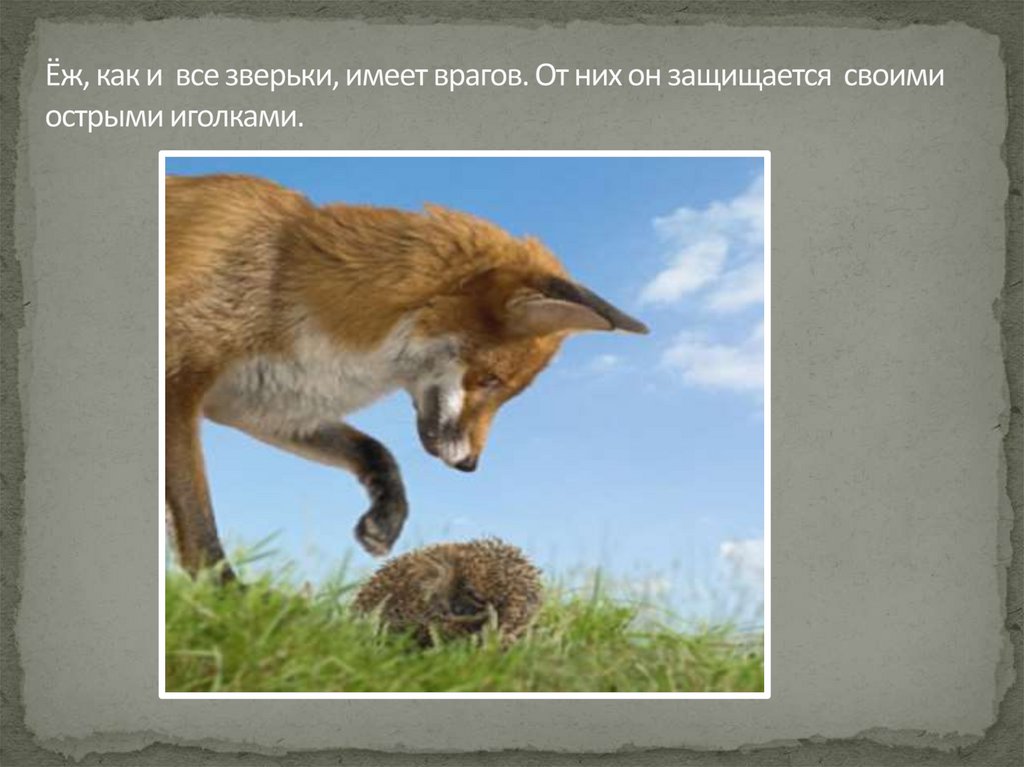Ёж, как и все зверьки, имеет врагов. От них он защищается своими острыми иголками.