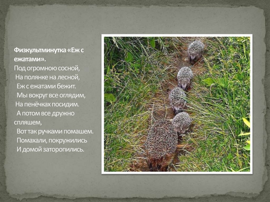 Физкультминутка «Еж с ежатами». Под огромною сосной, На полянке на лесной, Еж с ежатами бежит. Мы вокруг все оглядим, На