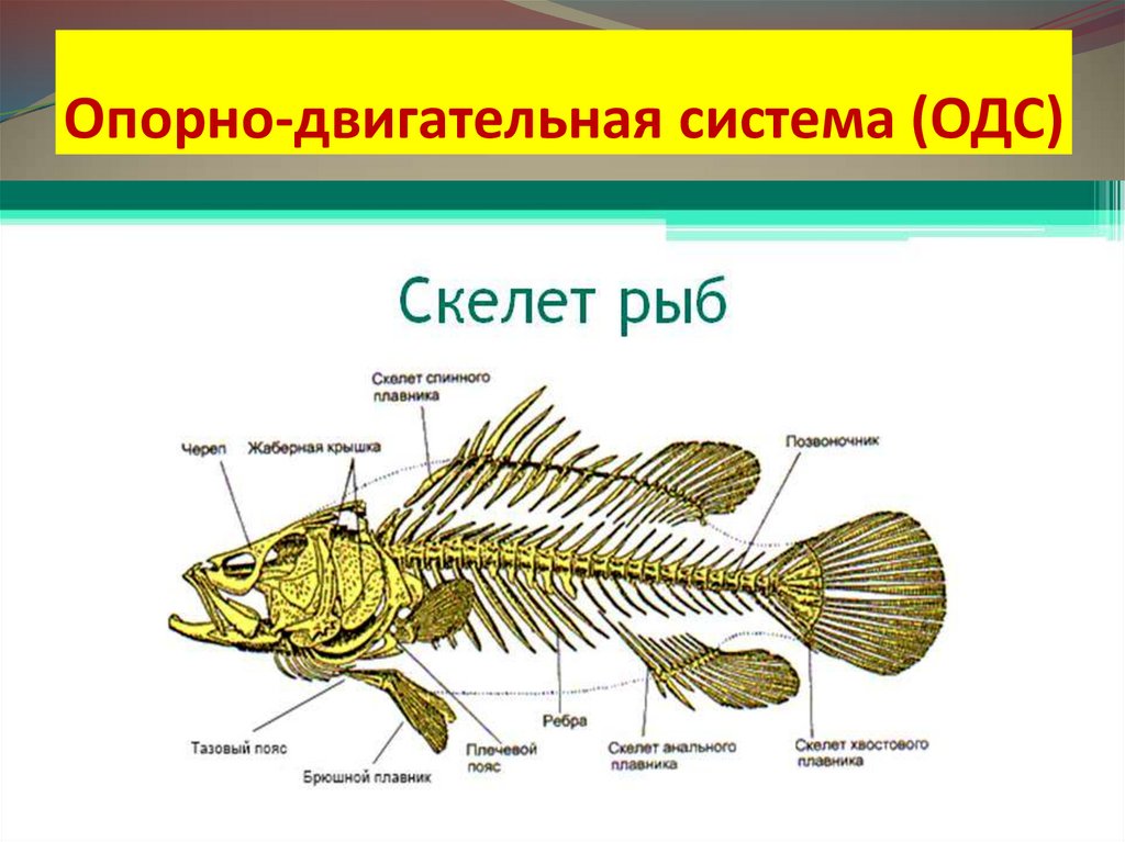 Какой цифрой на рисунке обозначена хрящевая рыба