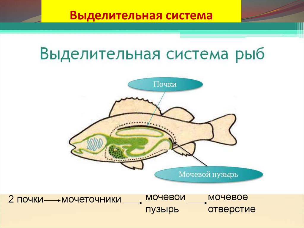 Выделительная система рыб схема