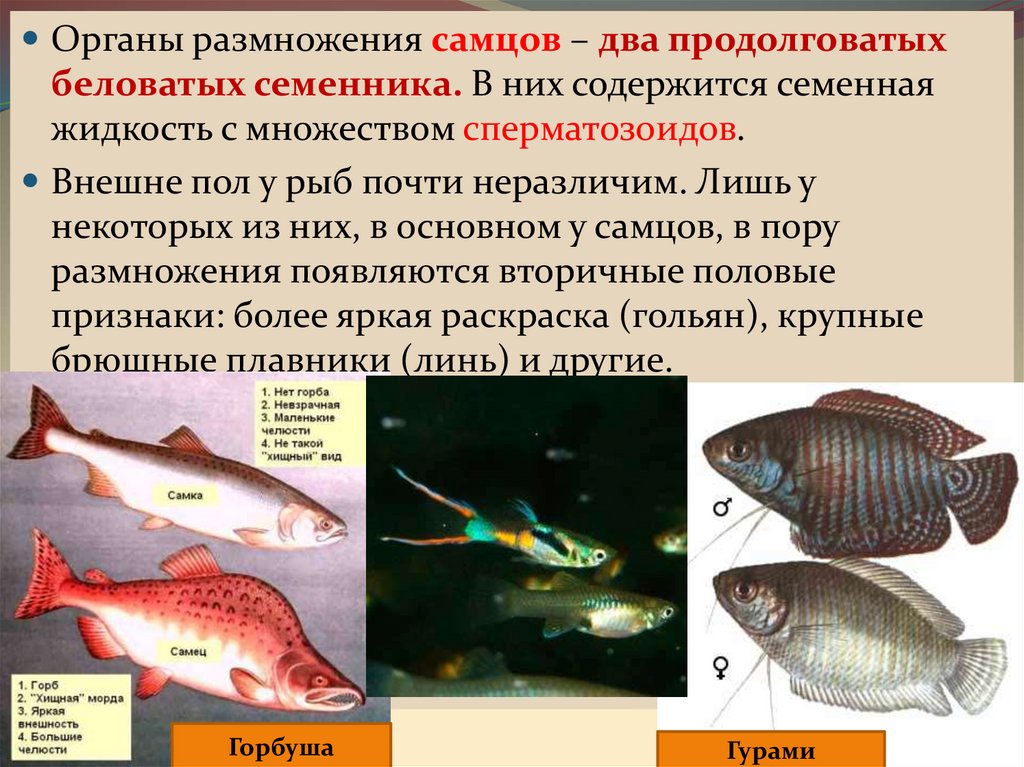 Размножение рыб. Органы размножения самцов. Органы размножения рыб строение и функции. Органы размножения самцов рыб. Интересные факты о размножении рыб.