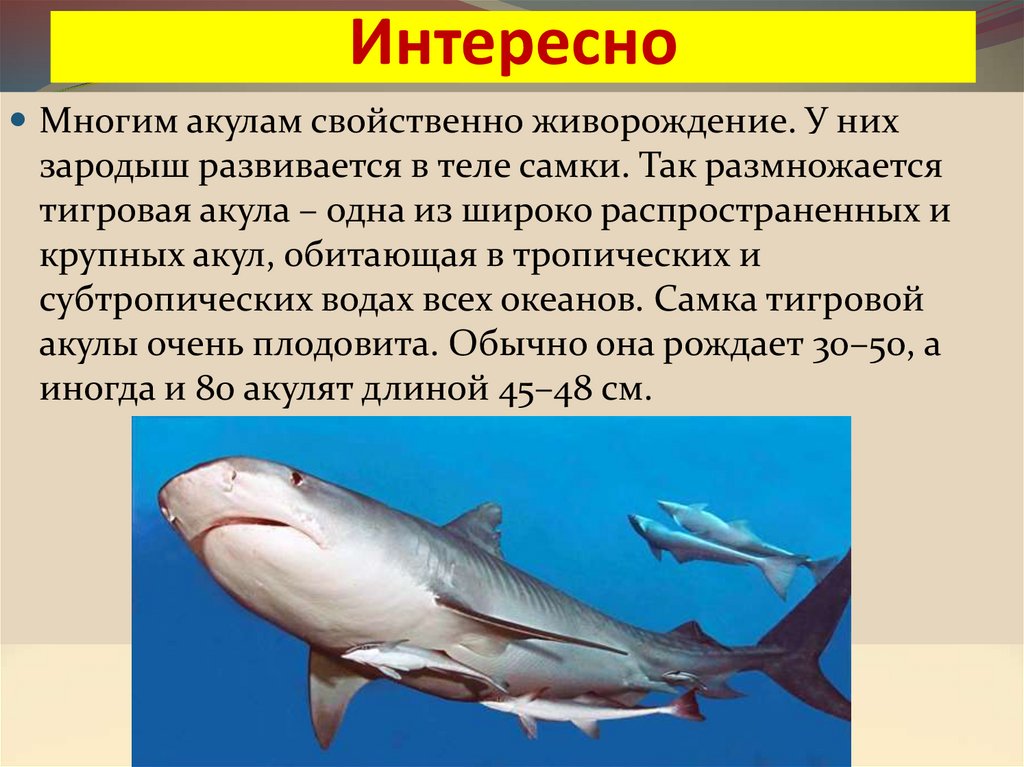 Каких домашних млекопитающих рыб разводят люди. Размножение акул. Живородящие акулы. Живородящие рыбы акулы.
