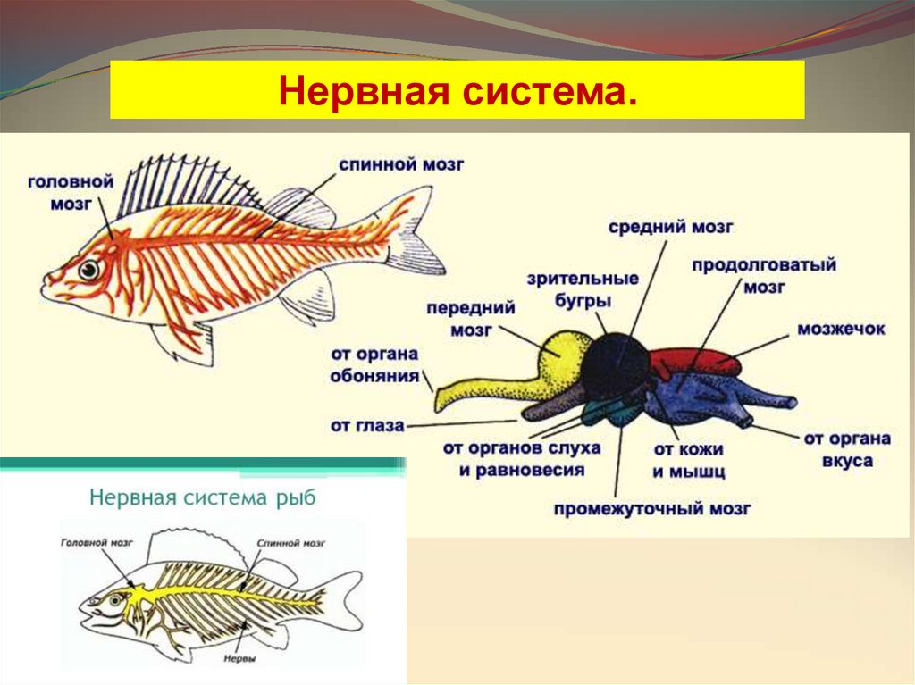 Какие системы органов у рыб. Нервная система костной рыбы 7 класс. Органы нервной системы у костных рыб. Нервная система рыб 7 класс биология. Нервная система и органы чувств рыб.