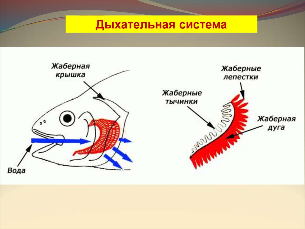 Жабры как нарисовать