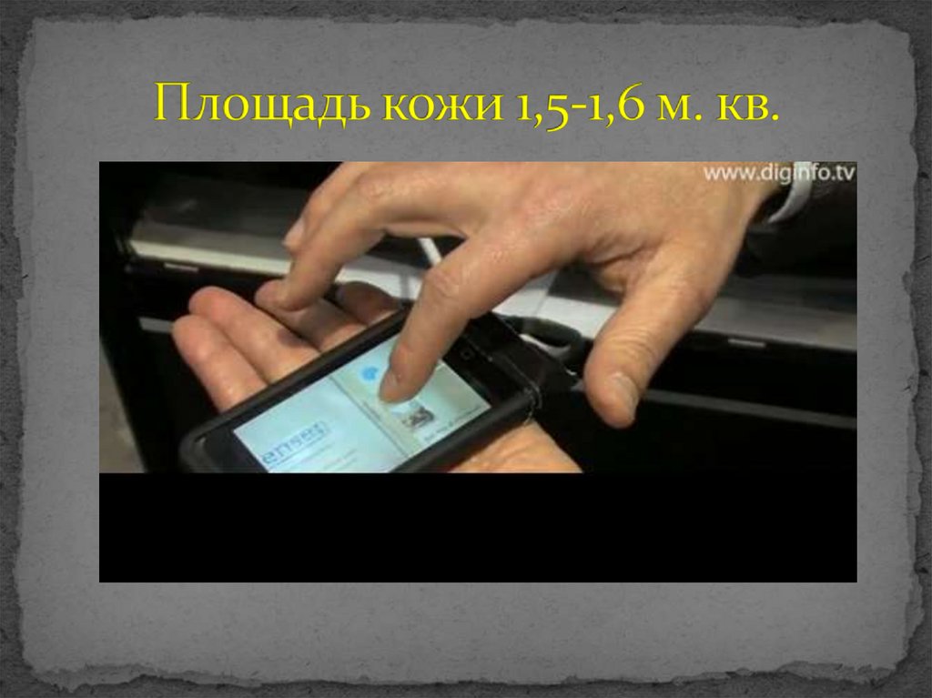 Площадь кожи 1,5-1,6 м. кв.