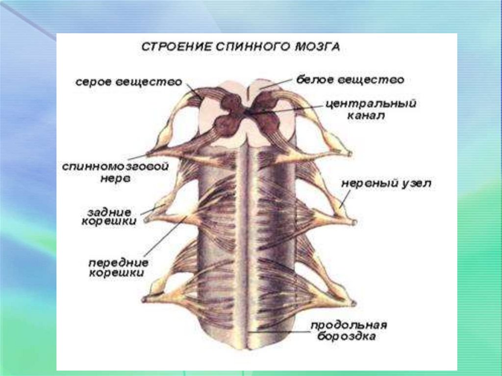 Схема строения спинного мозга человека