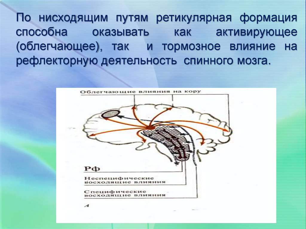 Физиология спинного мозга презентация