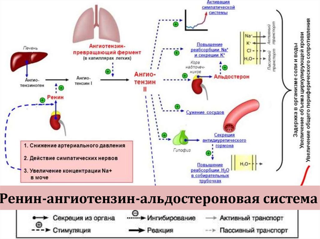 Блокаторы кальциевых каналов презентация