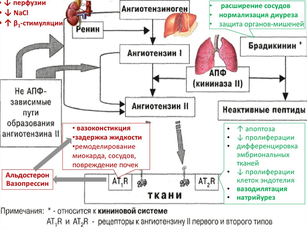 Блокаторы кальциевых каналов презентация