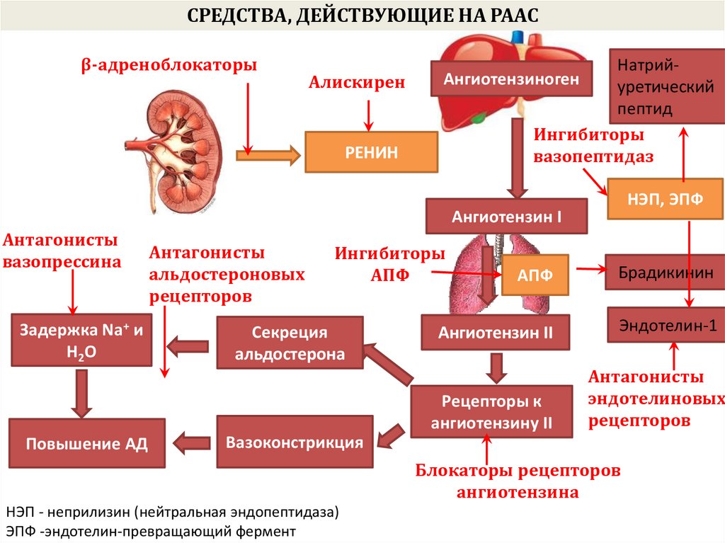 Блокаторы кальциевых каналов презентация