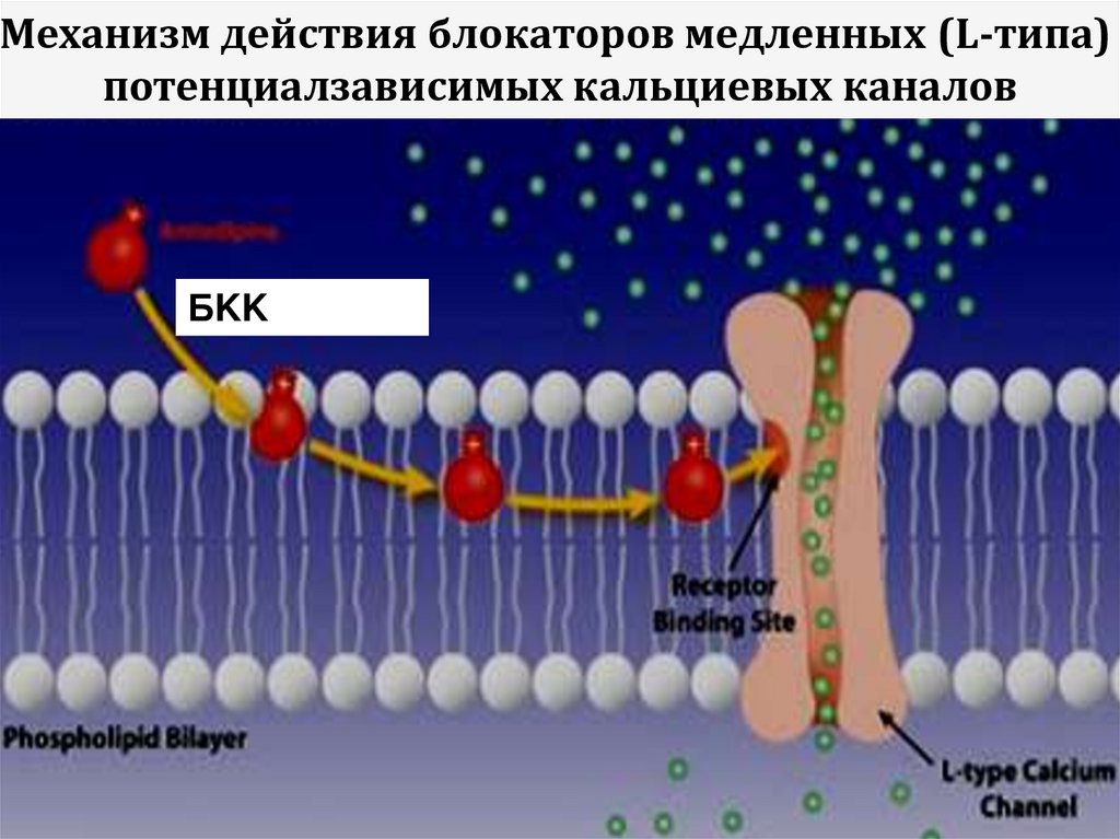 Кальциевый. Блокаторы кальциевых каналов механизм действия. Кальциевые каналы л типа. Разновидности быстрые и медленные кальциевые каналы.