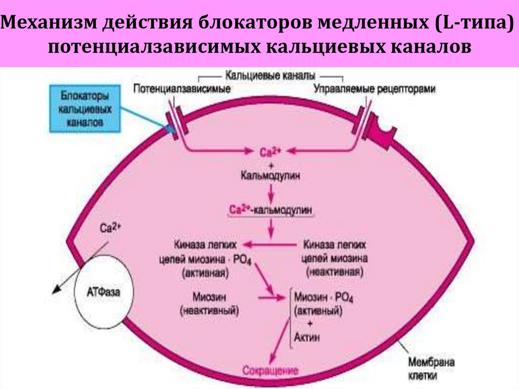 Блокаторы кальциевых каналов презентация