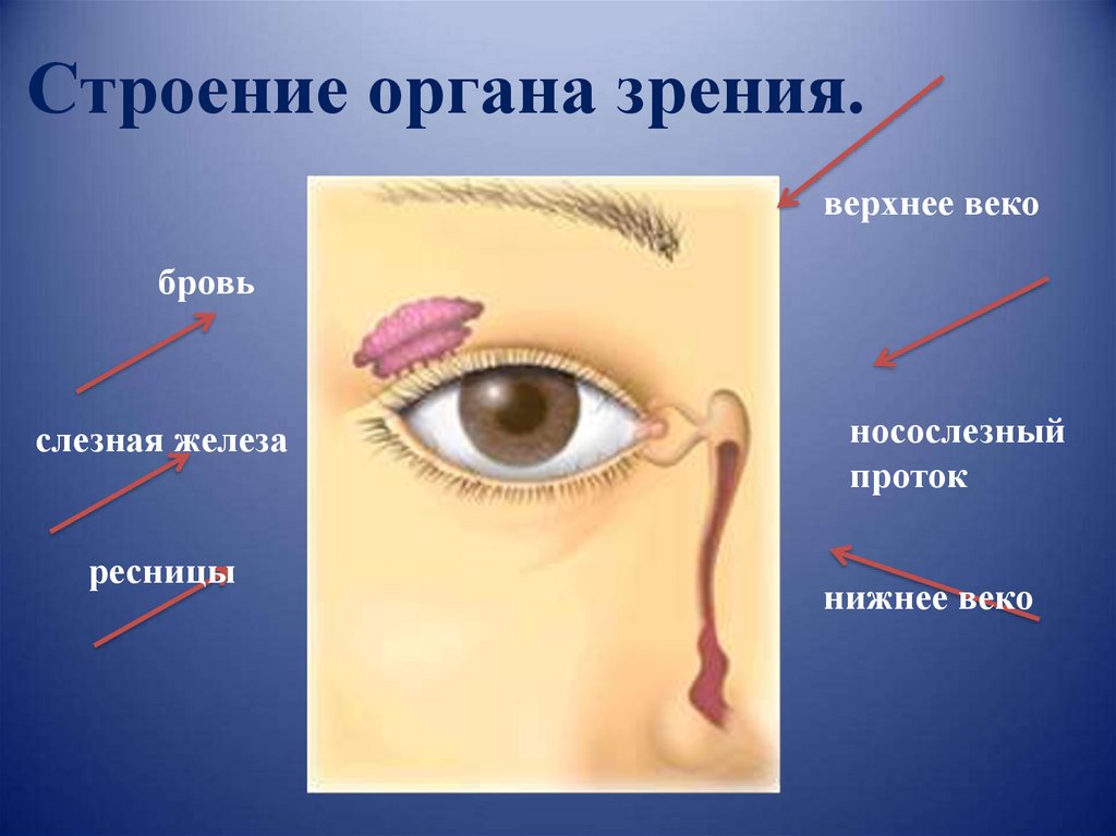 Орган зрения 8 класс презентация