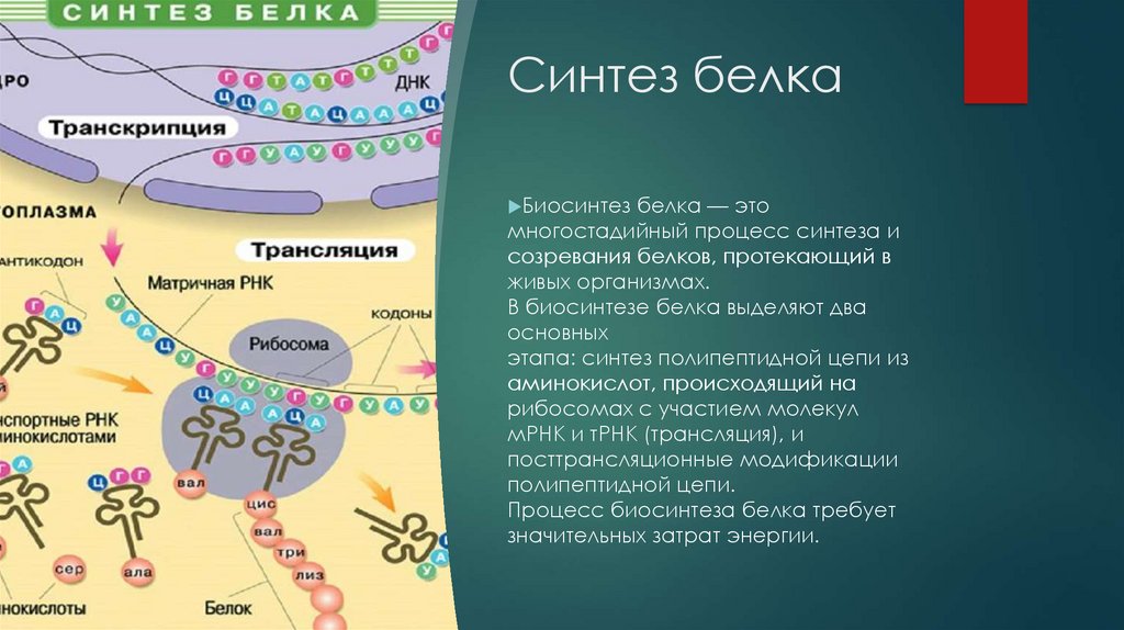 Синтез белка биология 11 класс. Процесс синтеза белка. Биосинтез белков схема.