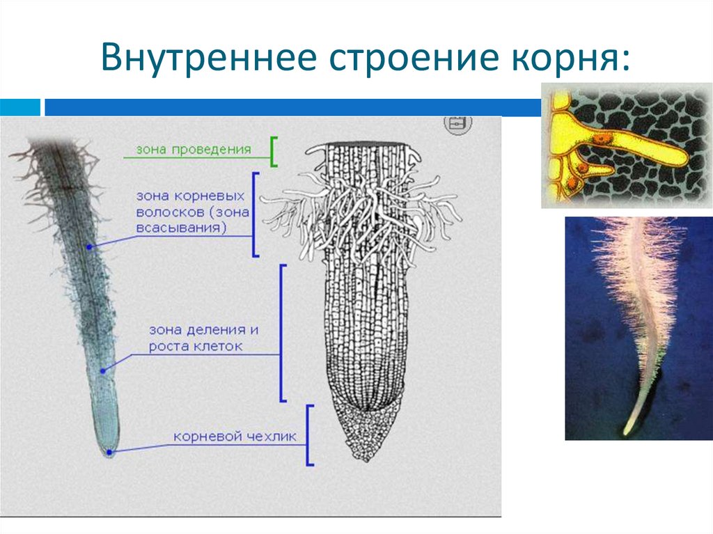 Покажите стрелками и подпишите на рисунке зону роста зону проведения зону всасывания корня