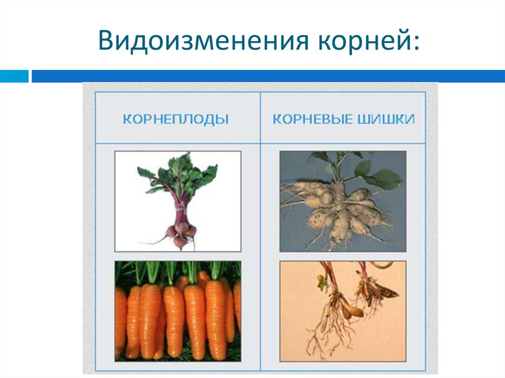 Растения имеющие видоизмененные корни. Видоизменение кооненб.