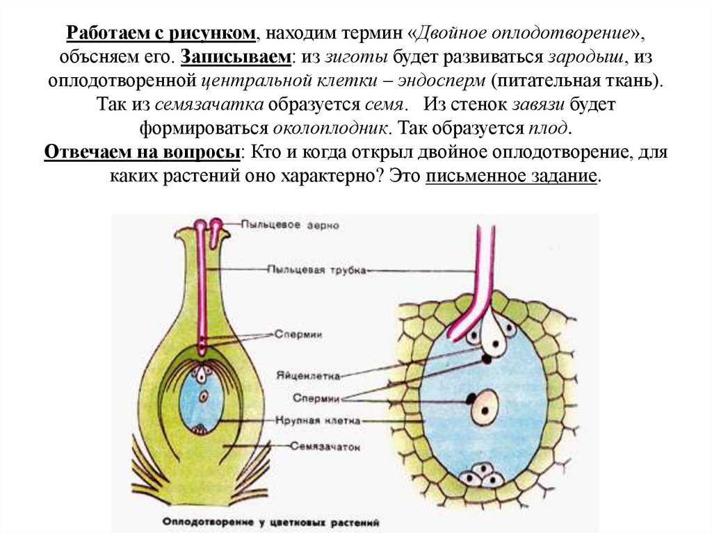 Клетка которая образует завязь. Двойное оплодотворение зигота. Размножение покрытосеменных двойное оплодотворение. Двойное оплодотворение Центральная клетка. Схема двойного оплодотворения.