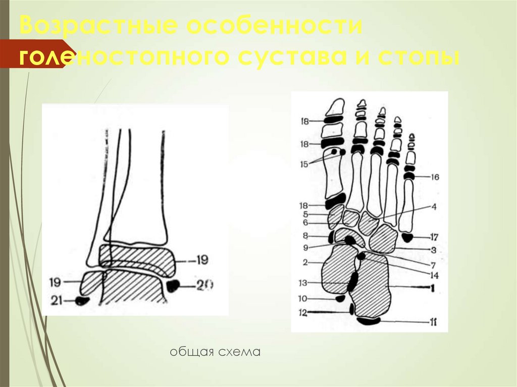 Схема голеностопа. Кости стопы рентгеноанатомия. Голеностопный сустав рентген анатомия. Суставы стопы рентгеноанатомия. Анатомия стопы рентген.