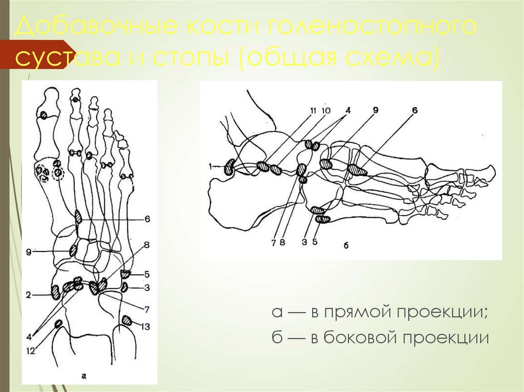 Добавочные кости стопы схема