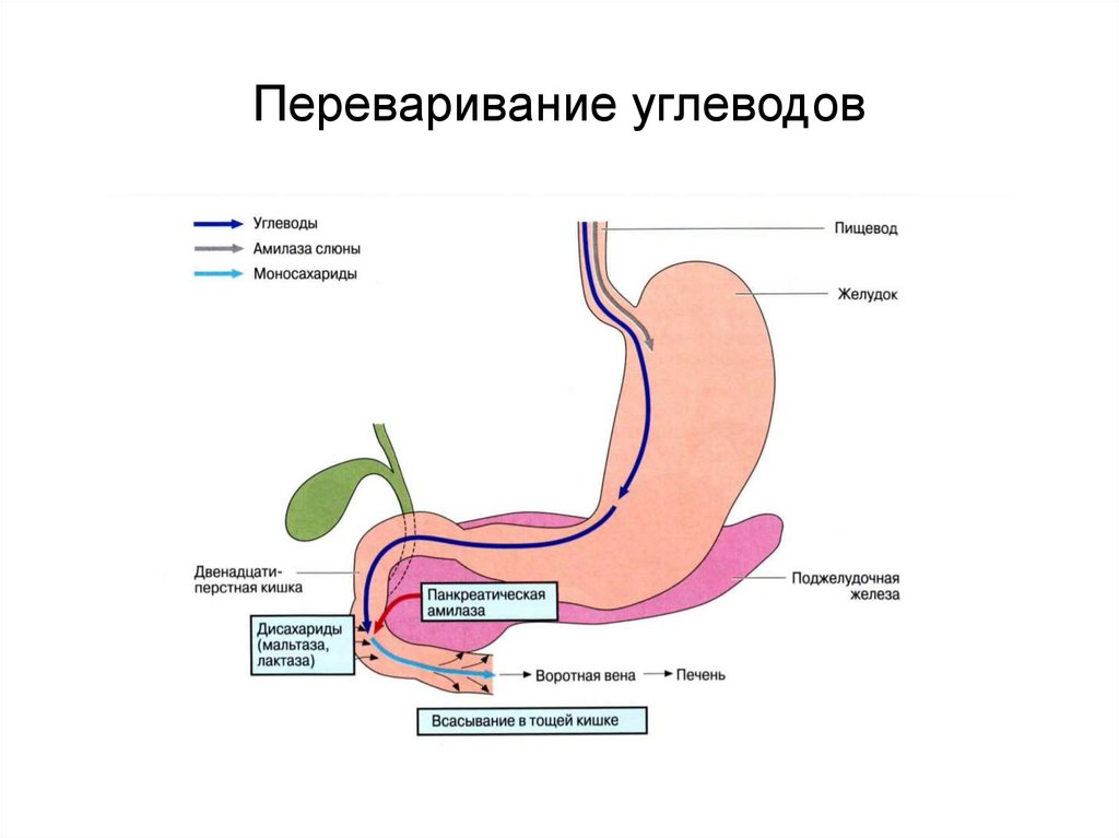 К пищеварительному каналу относят. Пищеварительный канал цепочка. Механизм переваривания. Синдром расширения пищеварительного канала.