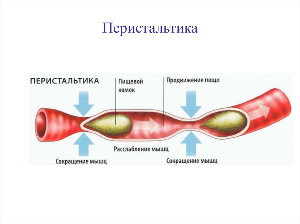 Перистальтика кишечника. Пищеварение техникум.