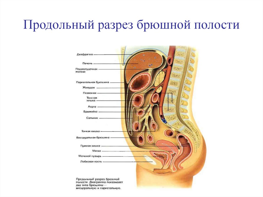 Продольный разрез. Продольный разрез брюшной полости. Брюшная полость в разрезе. Поперечный разрез брюшной полости. Брюшная полость в разрезе у женщины.