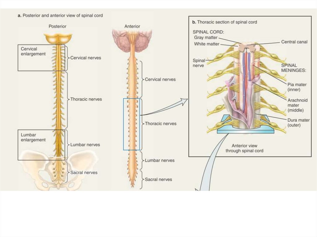 Физиология спинного мозга презентация