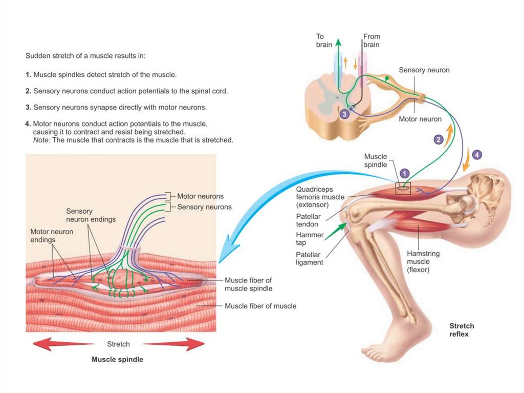 Миотатический рефлекс физиология схема