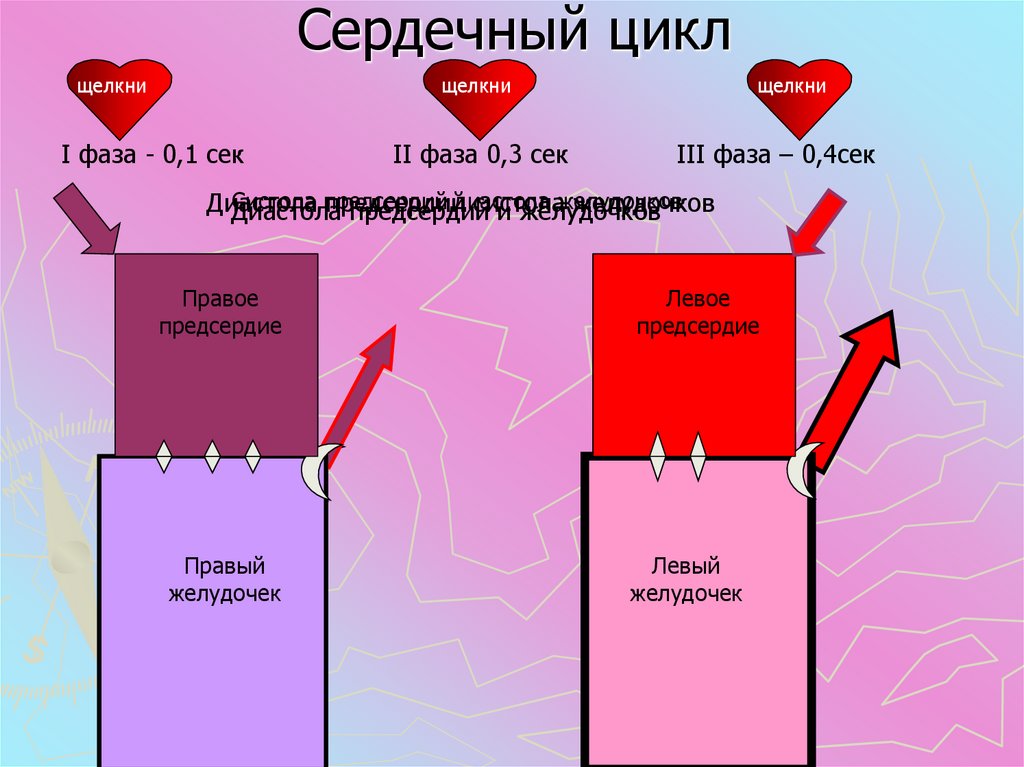 Сердечный цикл