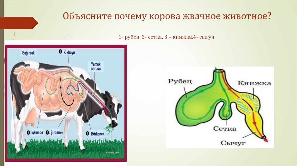 На рисунке сыгуч собственно желудок жвачного животного обозначен цифрой