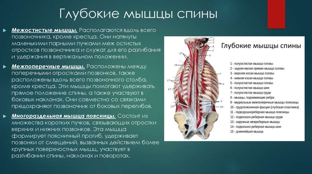 Глубокие мышцы. Межостистые мышцы спины анатомия. Аутохтонные мышцы спины анатомия. Глубокие мышцы спины. Мышцы вдоль позвоночника.