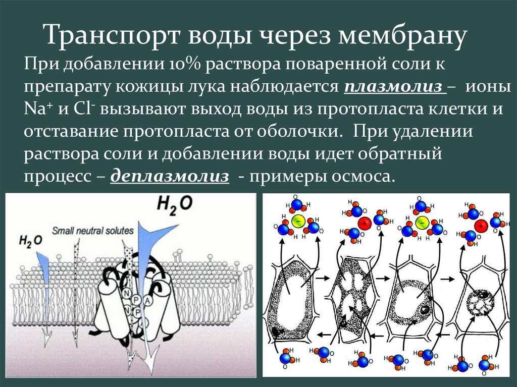 Транспорт веществ через мембрану презентация