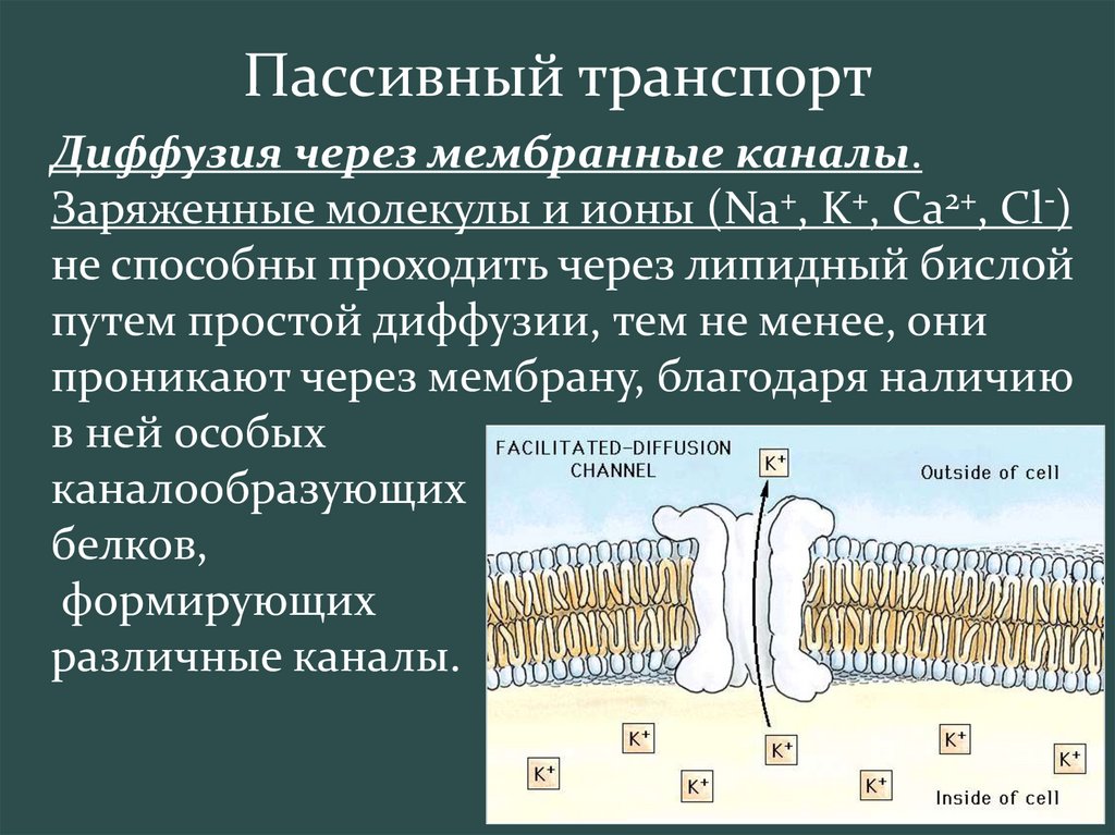 Презентация активный транспорт