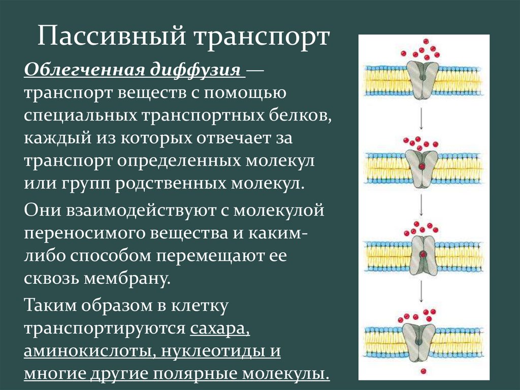 Транспорт веществ через мембрану презентация