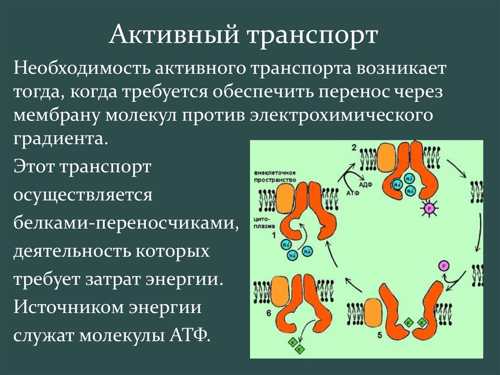 Презентация активный транспорт