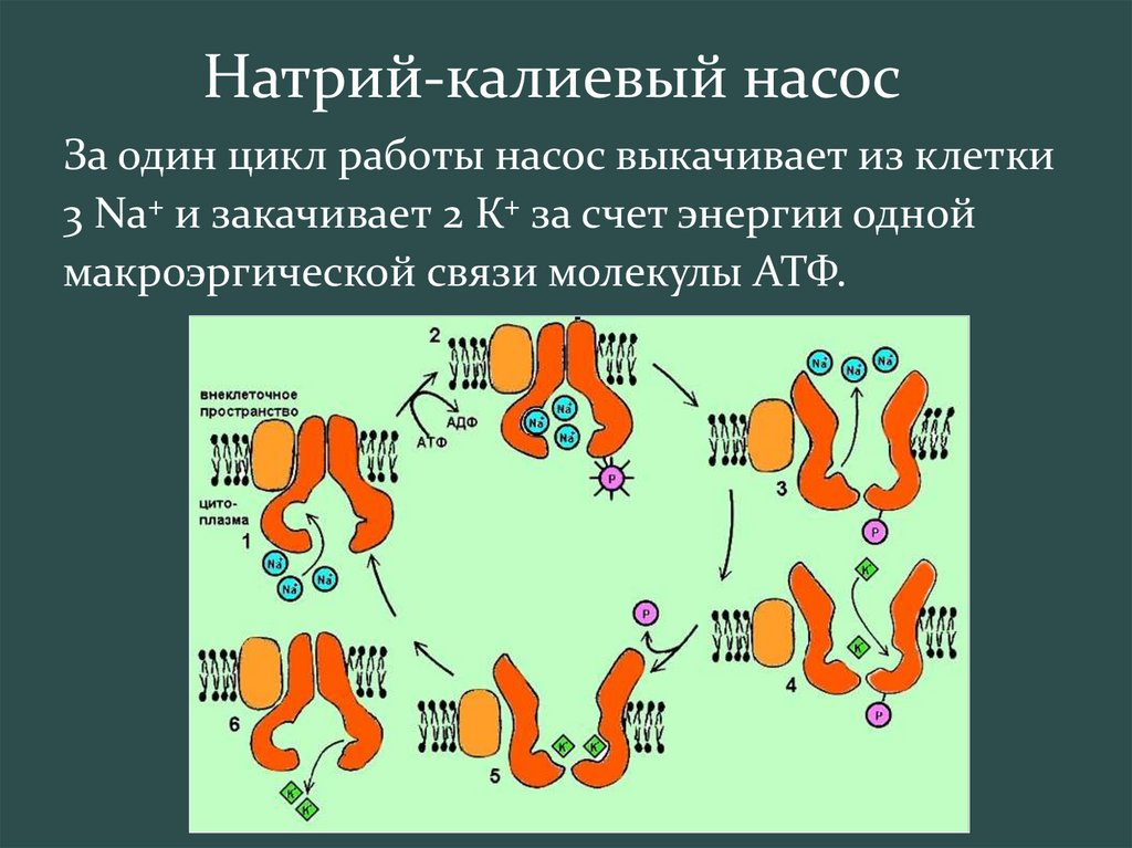 Калий натриевый насос схема